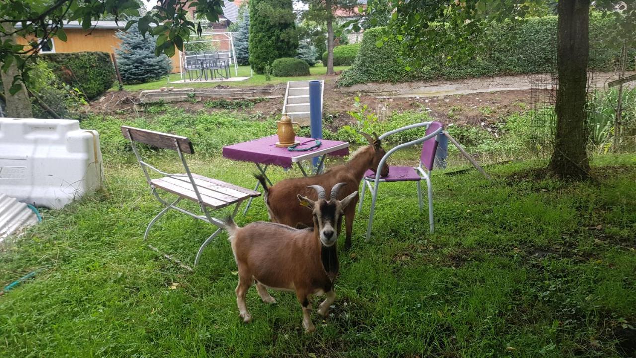 Zimmervermietung Zahn Baalberge Exteriör bild
